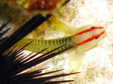 Cayman Greenbanded Goby - Tigrigobius harveyi - Grand Cayman