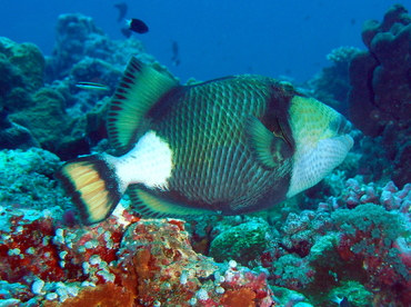 Titan Triggerfish - Balistoides viridescens - Palau