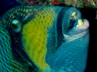 Titan Triggerfish - Balistoides viridescens - Fiji