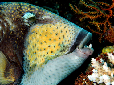 Titan Triggerfish - Balistoides viridescens - Bali, Indonesia