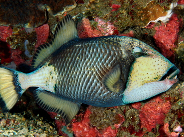 Titan Triggerfish - Balistoides viridescens - Bali, Indonesia