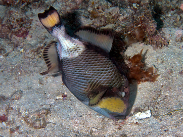 Titan Triggerfish - Balistoides viridescens - Great Barrier Reef, Australia