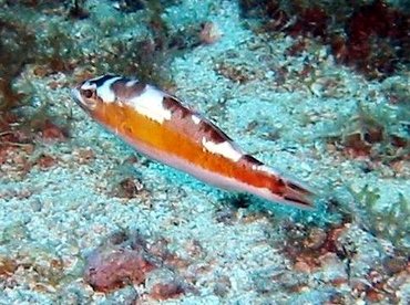 Tobaccofish - Serranus tabacarius - Cozumel, Mexico