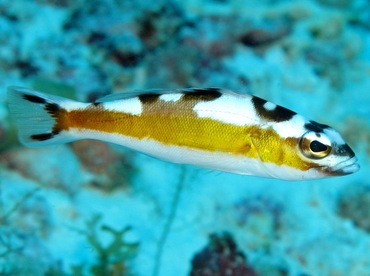 Tobaccofish - Serranus tabacarius - Cozumel, Mexico