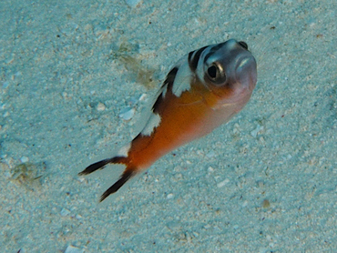 Tobaccofish - Serranus tabacarius - Cozumel, Mexico