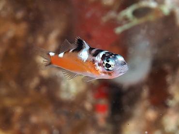 Tobaccofish - Serranus tabacarius - British Virgin Islands