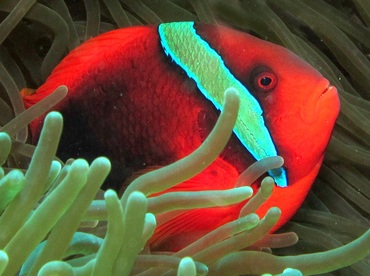 Tomato Anemonefish - Amphiprion frenatus - Dumaguete, Philippines