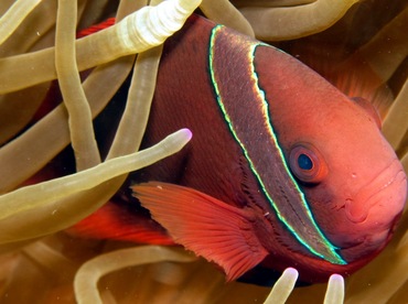 Tomato Anemonefish - Amphiprion frenatus - Dumaguete, Philippines