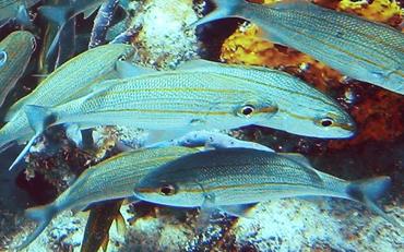 Tomtate - Haemulon aurolineatum - Bimini, Bahamas