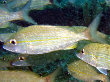 Tomtate - Haemulon aurolineatum - Key Largo, Florida