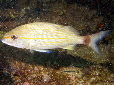 Tomtate - Haemulon aurolineatum - Key Largo, Florida