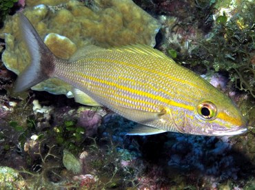 Tomtate - Haemulon aurolineatum - Grand Cayman