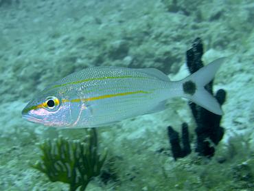 Tomtate - Haemulon aurolineatum - British Virgin Islands