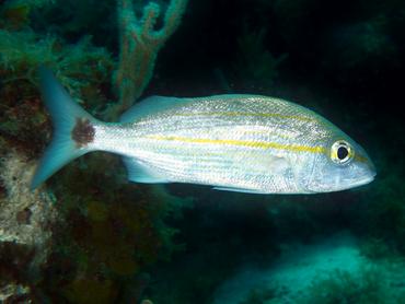 Tomtate - Haemulon aurolineatum - British Virgin Islands