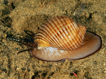 Channeled Tun - Tonna canaliculata - Anilao, Philippines