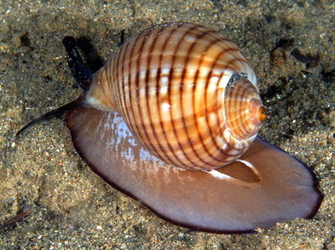 Channeled Tun - Tonna canaliculata - Anilao, Philippines