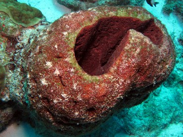 Touch-Me-Not Sponge - Neofibularia nolitangere - Bonaire