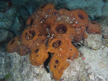 Touch-Me-Not Sponge - Neofibularia nolitangere - British Virgin Islands