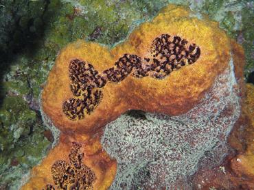 Touch-Me-Not Sponge - Neofibularia nolitangere - British Virgin Islands