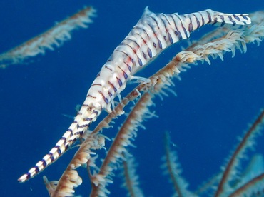 Saw-Blade Shrimp - Tozeuma armatum - Dumaguete, Philippines