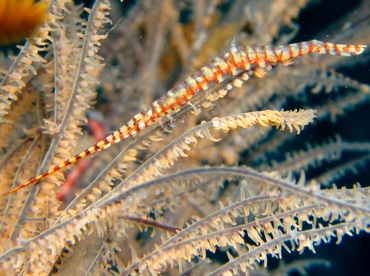 Saw-Blade Shrimp - Tozeuma armatum - Dumaguete, Philippines