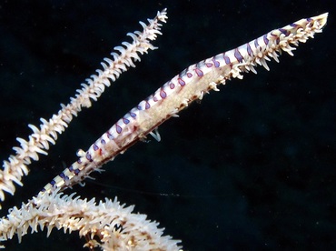 Saw-Blade Shrimp - Tozeuma armatum - Dumaguete, Philippines