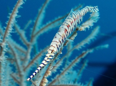 Saw-Blade Shrimp - Tozeuma armatum - Dumaguete, Philippines