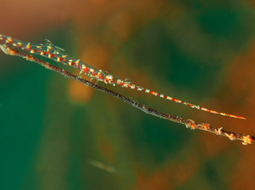 Saw-Blade Shrimp - Tozeuma armatum - Lembeh Strait, Indonesia