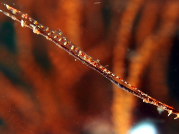 Saw-Blade Shrimp - Tozeuma armatum - Lembeh Strait, Indonesia