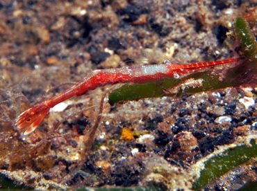 Ocellated Tozeuma Shrimp - Tozeuma lanceolatum - Lembeh Strait, Indonesia