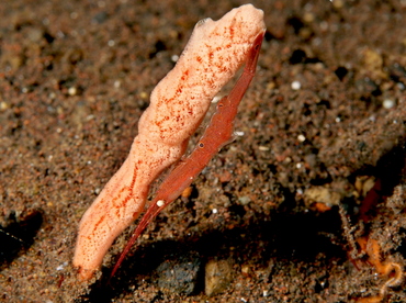 Ocellated Tozeuma Shrimp - Tozeuma lanceolatum - Bali, Indonesia