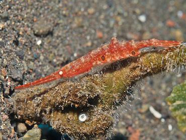 Ocellated Tozeuma Shrimp - Tozeuma lanceolatum - Bali, Indonesia
