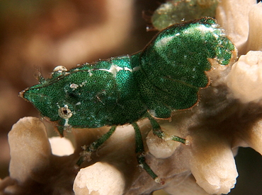 Roughback Shrimp - Trachycaris rugosa - Eleuthera, Bahamas