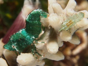 Roughback Shrimp - Trachycaris rugosa - Eleuthera, Bahamas