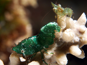 Roughback Shrimp - Trachycaris rugosa - Eleuthera, Bahamas