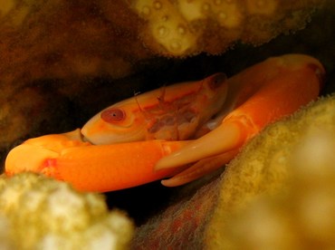 Two Tooth Guard Crab - Trapezia bidentata - Palau