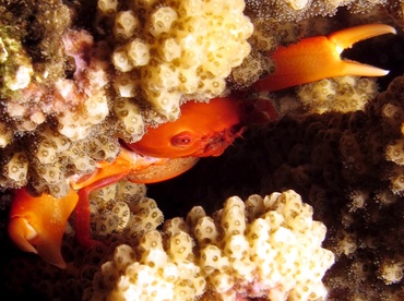 Two Tooth Guard Crab - Trapezia bidentata - Maui, Hawaii