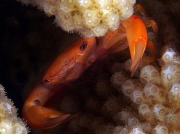 Two Tooth Guard Crab - Trapezia bidentata - Big Island, Hawaii