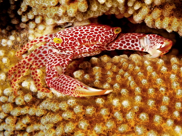Rust-Spotted Guard Crab - Trapezia rufopunctata - Bali, Indonesia