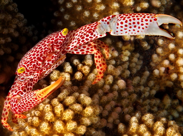 Rust-Spotted Guard Crab - Trapezia rufopunctata - Bali, Indonesia