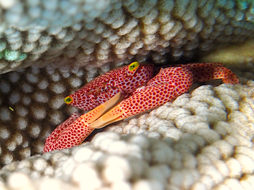 Rust-Spotted Guard Crab - Trapezia rufopunctata - Great Barrier Reef, Australia