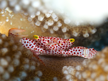 Rust-Spotted Guard Crab - Trapezia rufopunctata - Great Barrier Reef, Australia