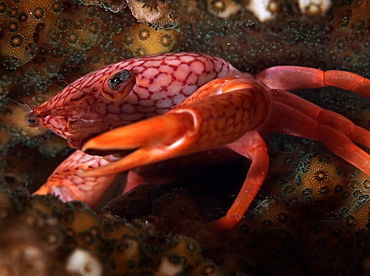 Honeycomb Guard Crab - Trapezia septata - Palau