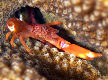 Honeycomb Guard Crab - Trapezia septata - Palau