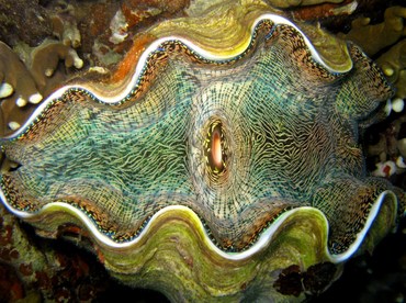 Smooth Giant Clam - Tridacna derasa - Palau