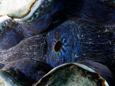 Smooth Giant Clam - Tridacna derasa - Great Barrier Reef, Australia