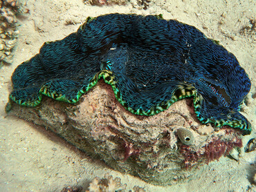 Smooth Giant Clam - Tridacna derasa - Great Barrier Reef, Australia