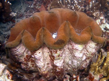 Giant Clam - Tridacna gigas - Palau