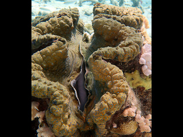 Giant Clam - Tridacna gigas - Great Barrier Reef, Australia