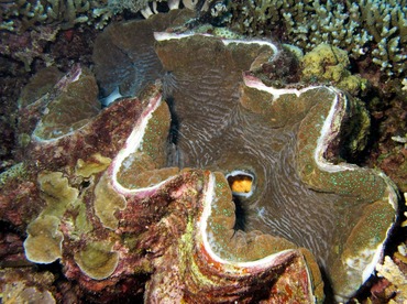 Giant Clam - Tridacna gigas - Palau